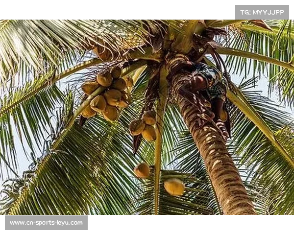 斯里兰卡椰子纤维环保足球推动可持续发展新探索